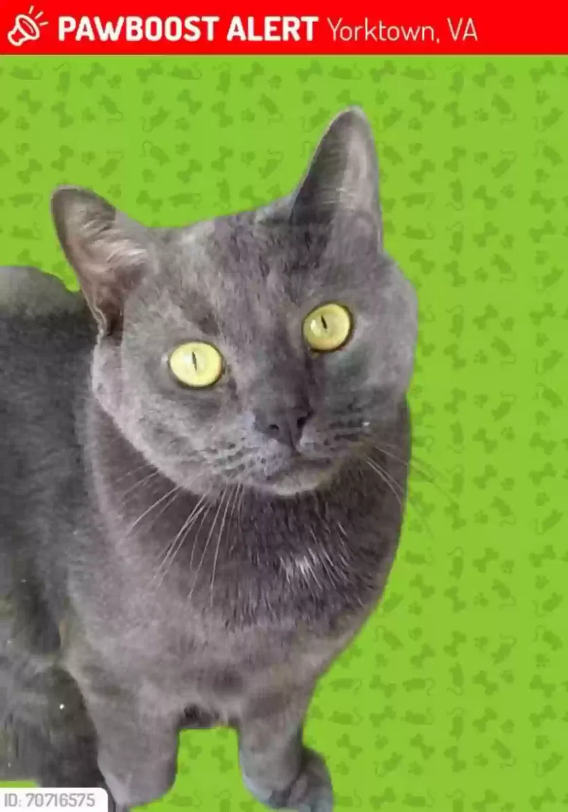 Lost cat in Yorktown, VA, 23692