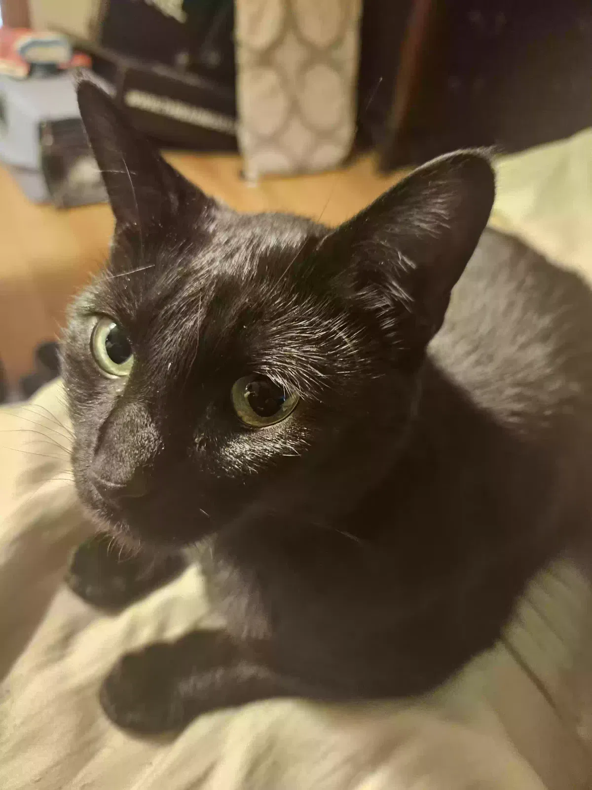 Lost cat in Palos Hills, IL, 60465