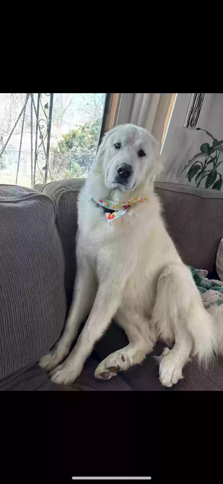 Lost dog in Colorado Springs, CO, 80903