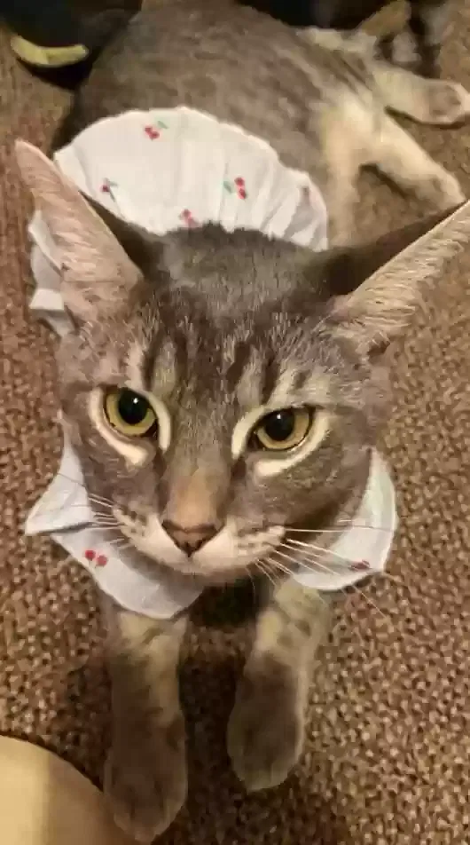Lost cat in Loves Park, IL, 61111