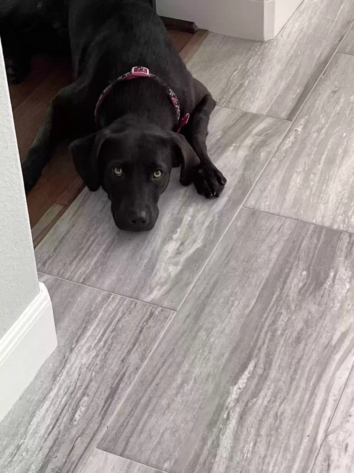 Found dog in Porter, TX, 77365