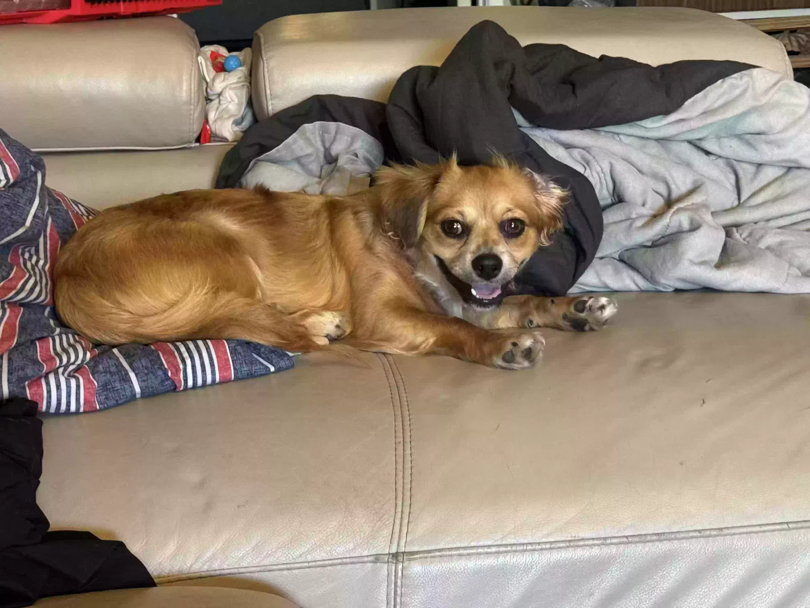 Lost dog in Mission Viejo, CA, 92691