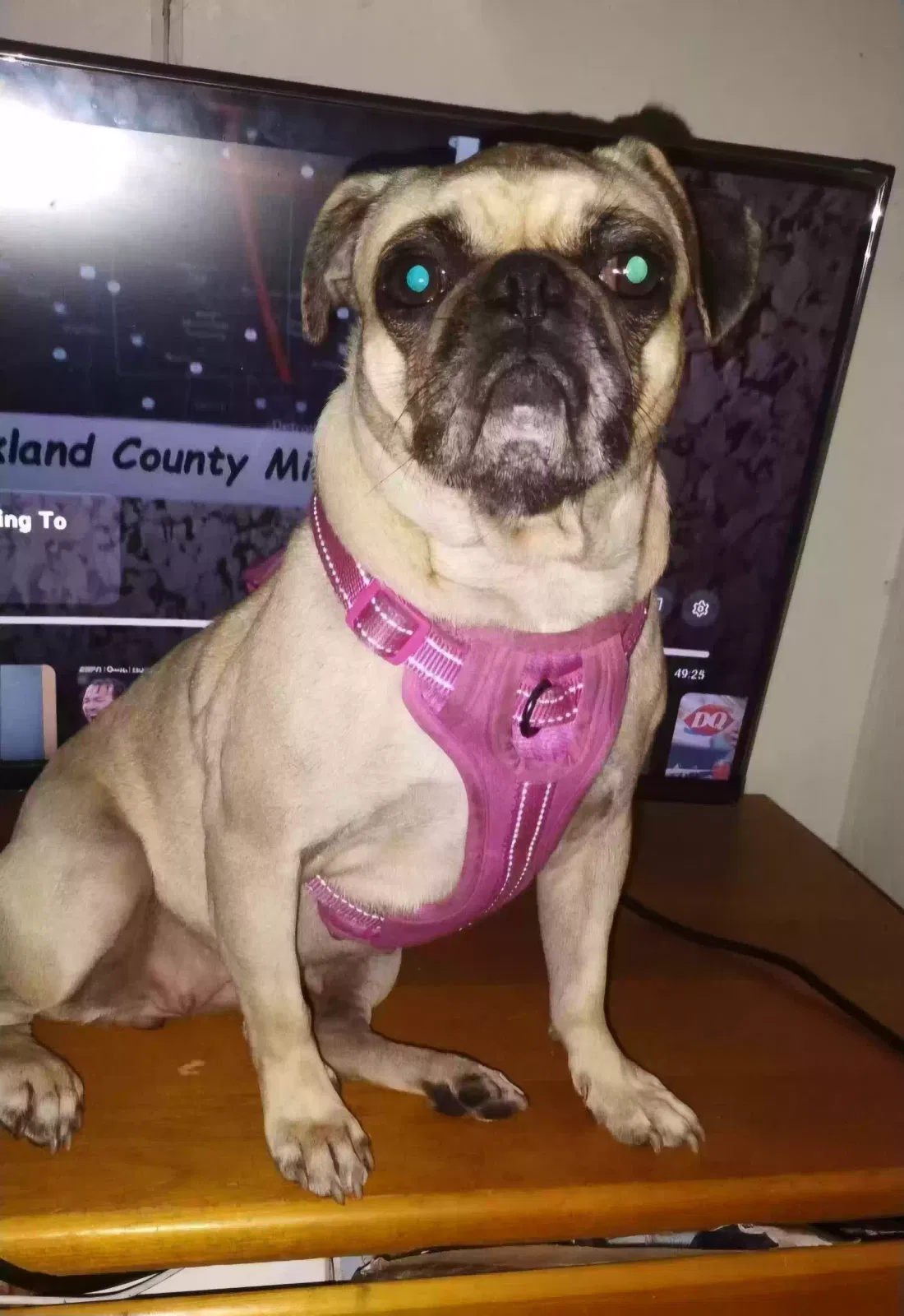 Lost dog in San Jose, CA, 95122