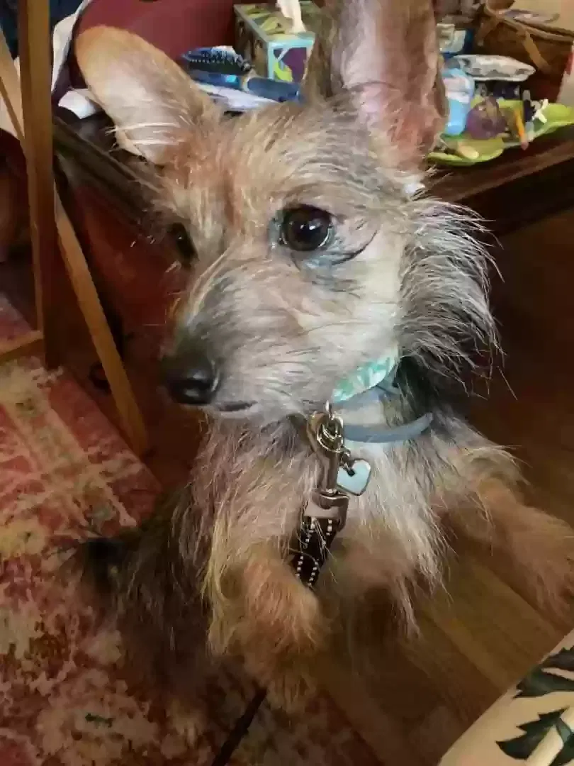 Lost dog in Temple Hills, MD, 20748