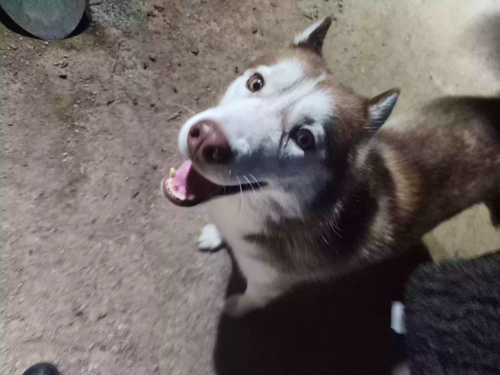 Lost dog in North Las Vegas, NV, 89031