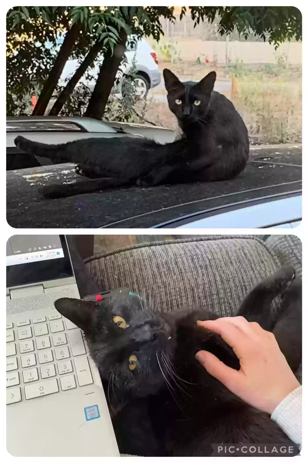 Lost cat in Escondido, CA, 92029