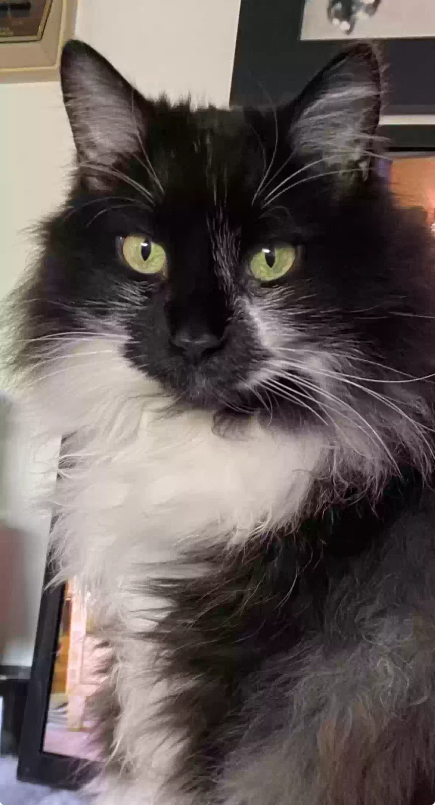 Lost cat in Clovis, CA, 93611