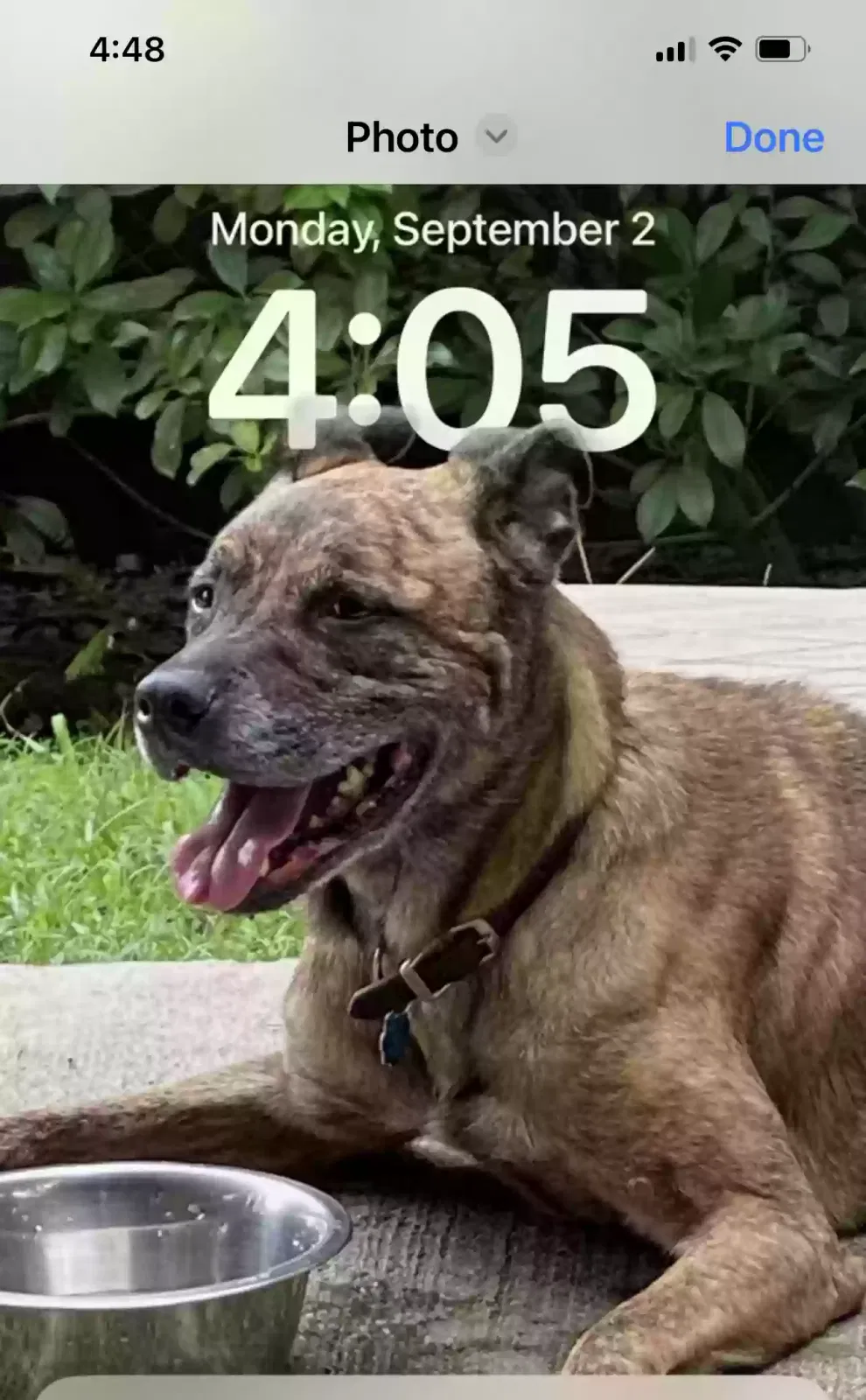 Lost dog in Dike, TX, 75437