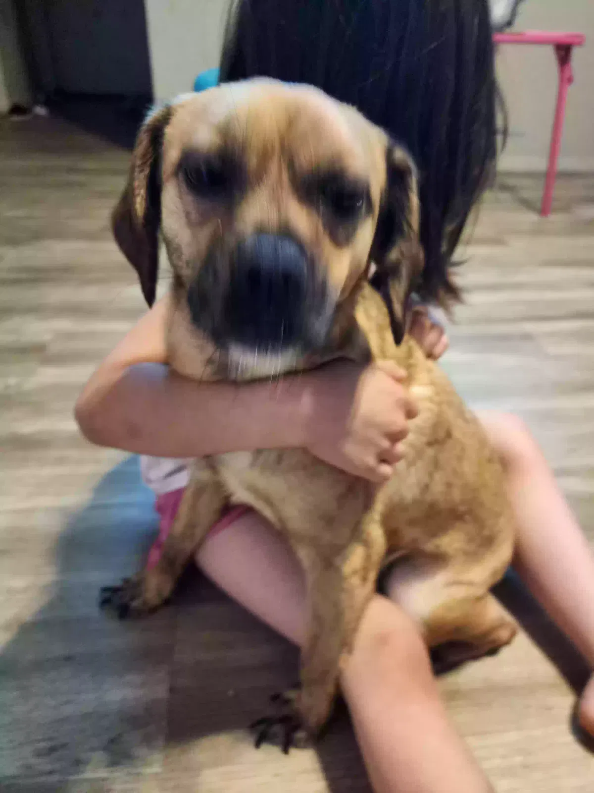 Lost dog in Lubbock, TX, 79413