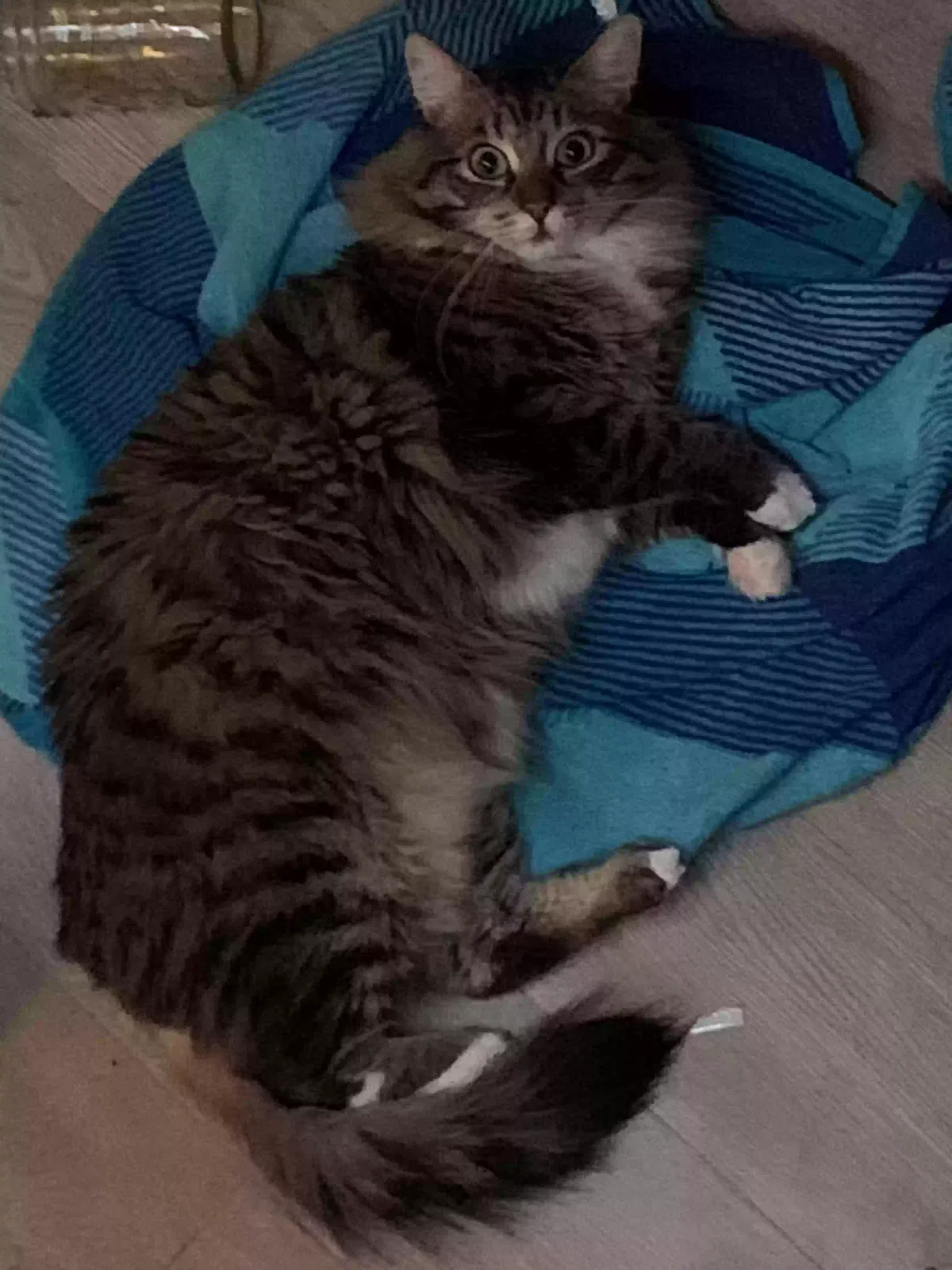 Lost cat in Oceanside, CA, 92057