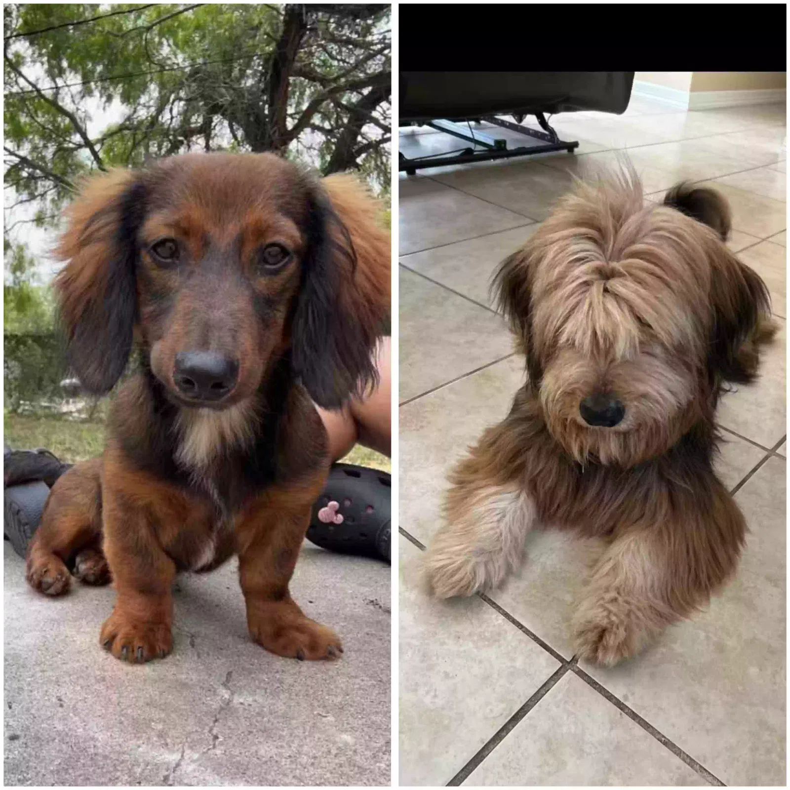 Lost dog in Corpus Christi, TX, 78415