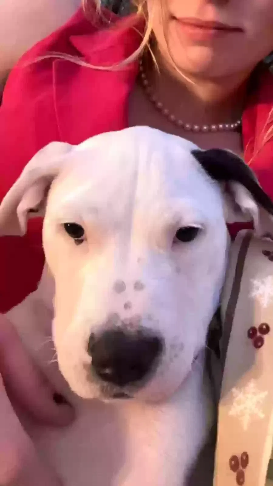 Lost dog in Leander, TX, 78645
