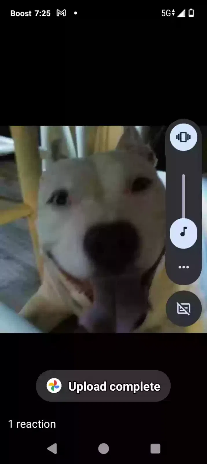 Lost dog in Splendora, TX, 77372