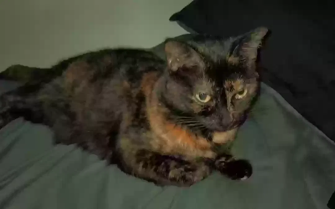 Lost cat in Splendora, TX, 77372