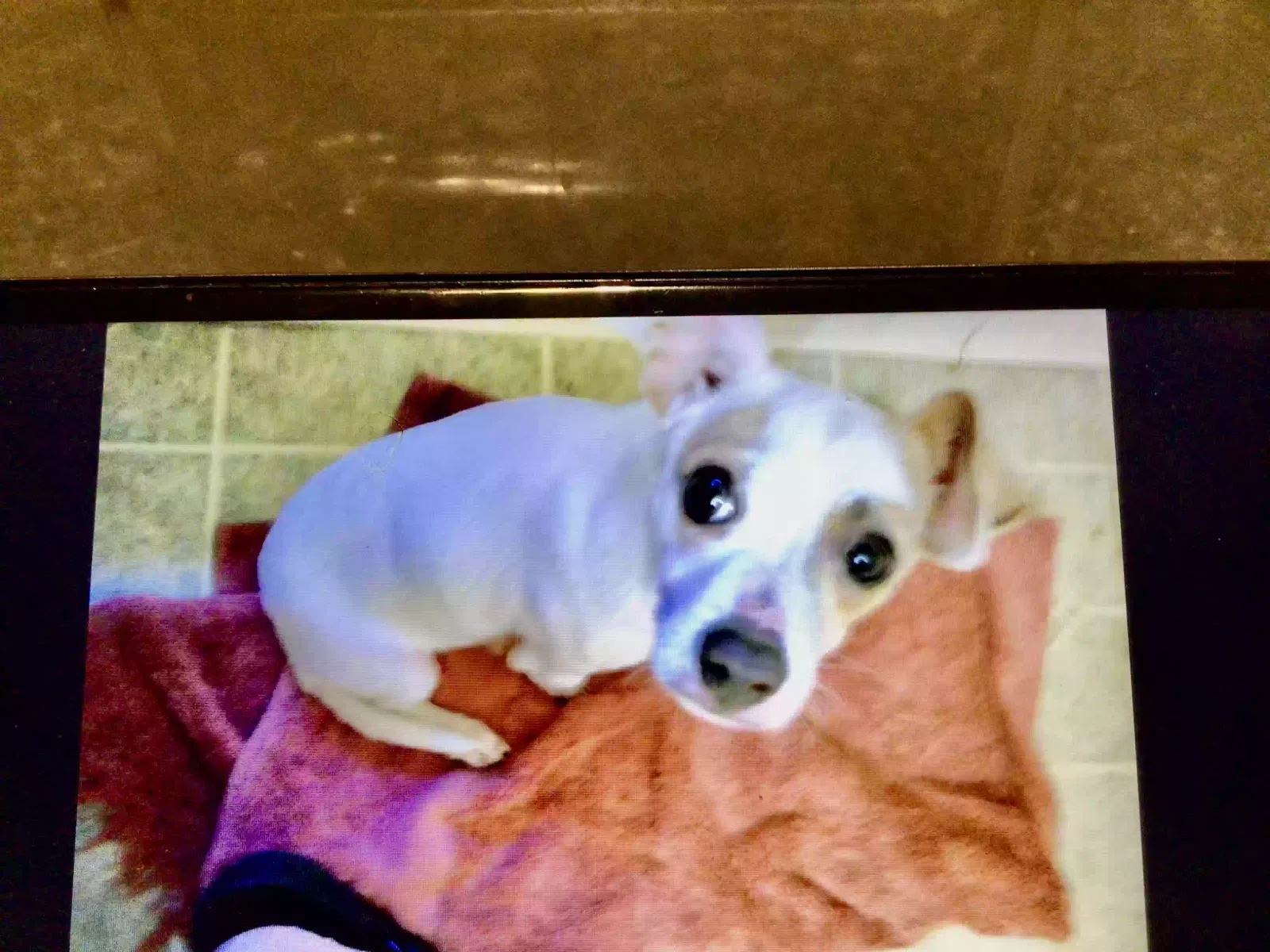 Lost dog in Fresno, CA, 93722