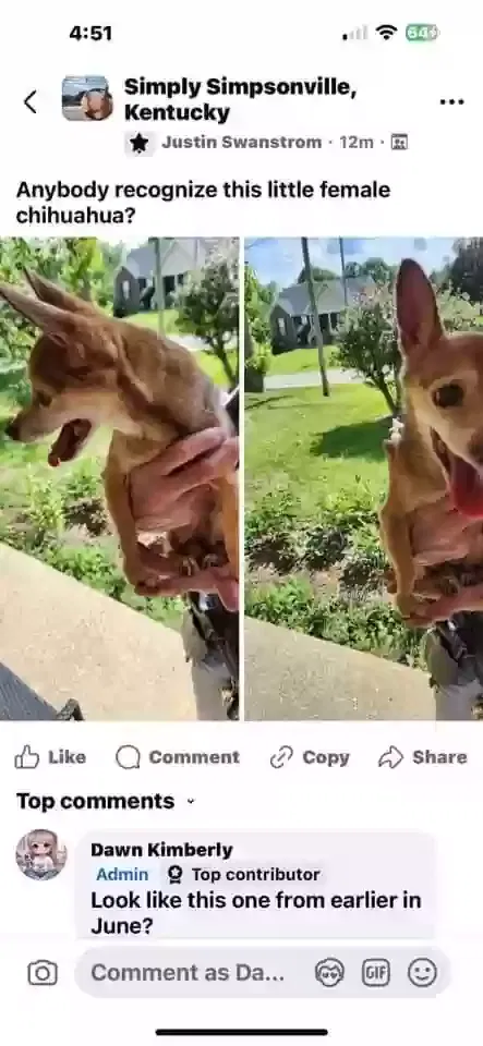 Lost dog in Simpsonville, KY, 40067