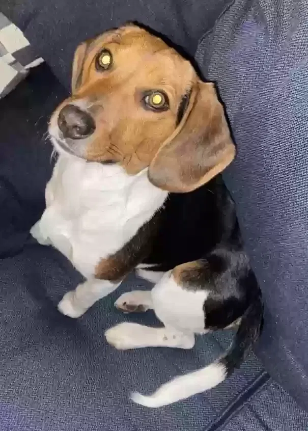 Lost dog in Inwood, NY, 11096