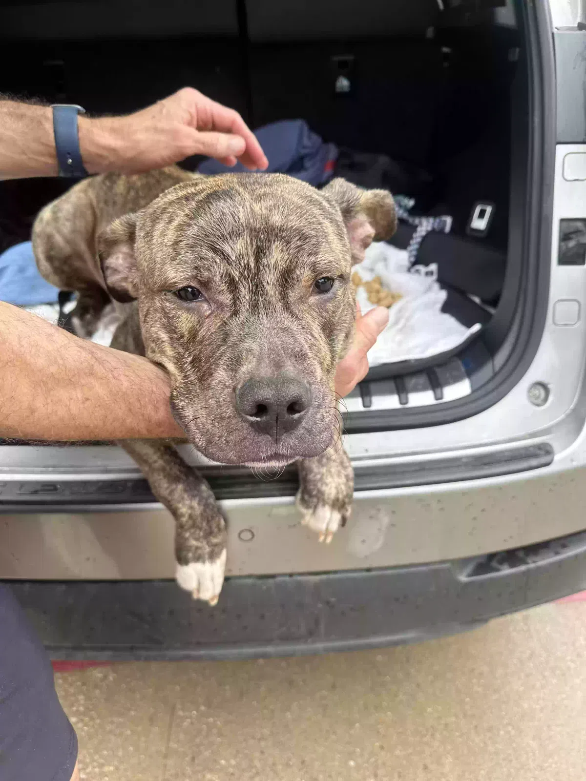 Found dog in Dallas, TX, 75219