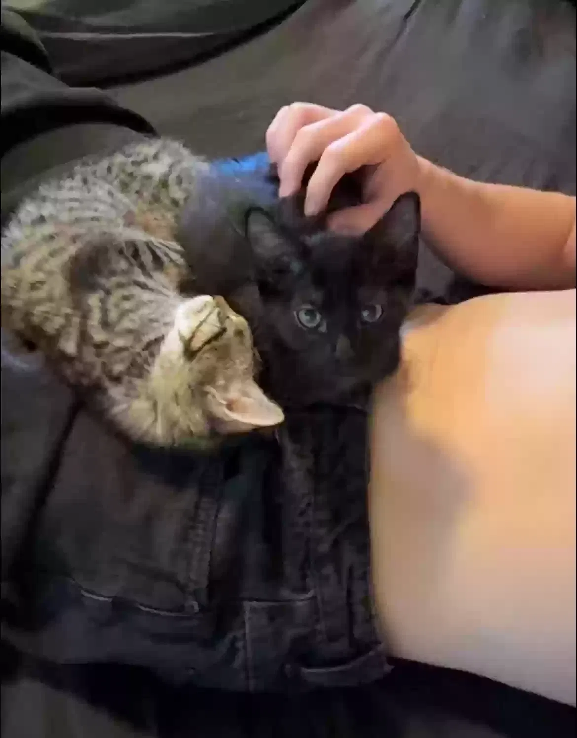 Lost cat in Battle Ground, WA, 98604