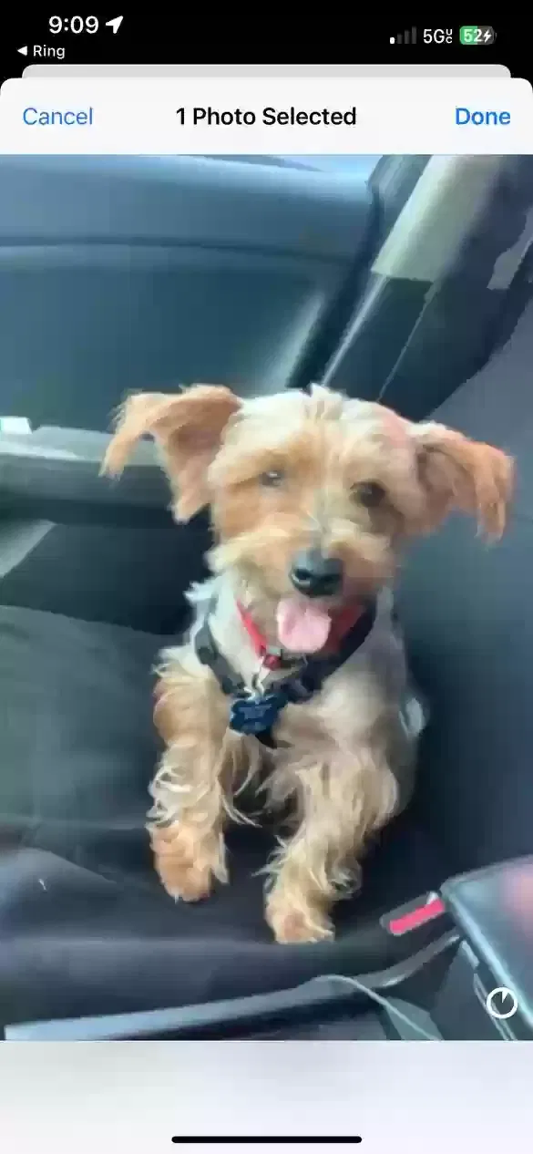 Lost dog in Homestead, FL, 33030