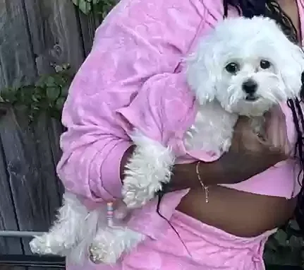 Lost dog in Chicago, IL, 60653