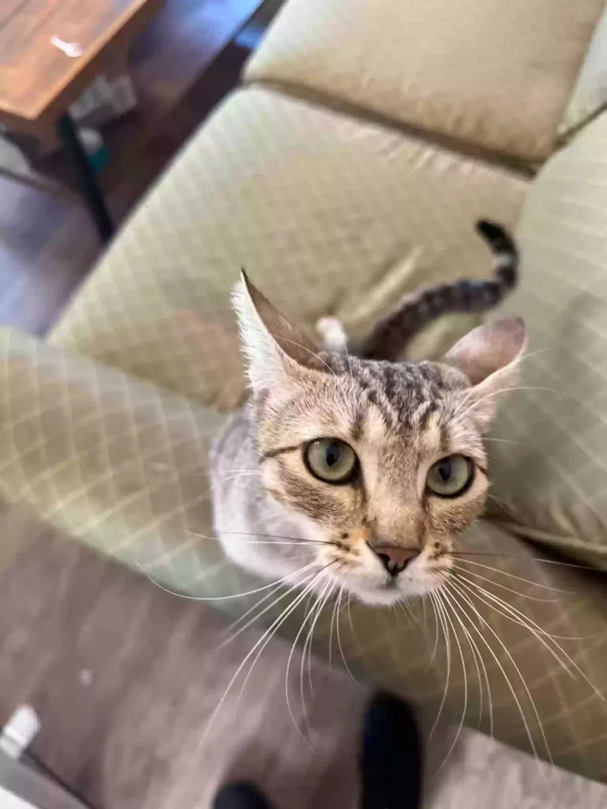Lost cat in Bakersfield, CA, 93308