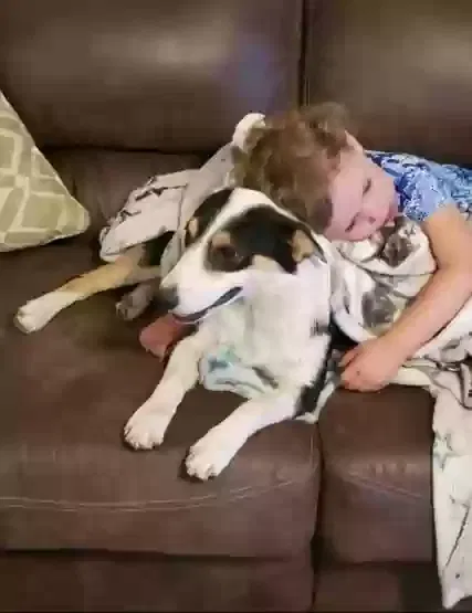 Lost dog in Bakersfield, CA, 93313