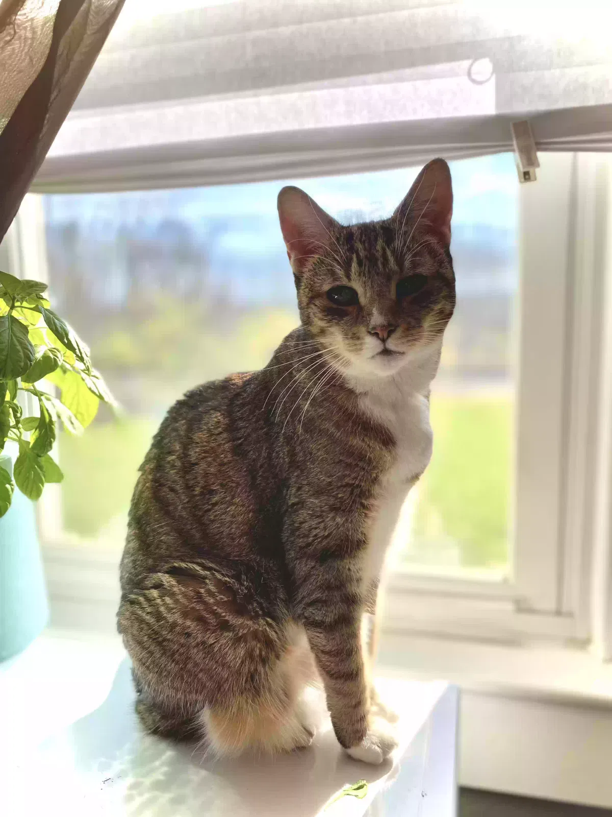Lost cat in Douglassville, PA, 19518