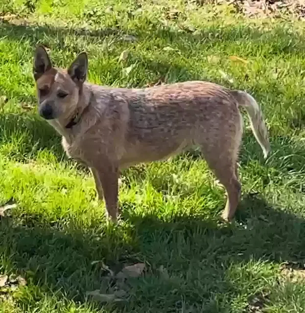 Lost dog in Oliver Springs, TN, 37840