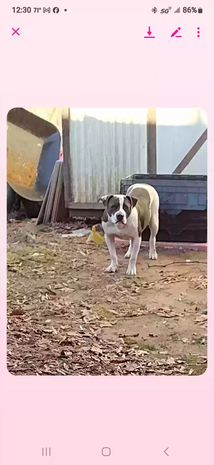 Lost dog in Winston Salem, NC, 27105