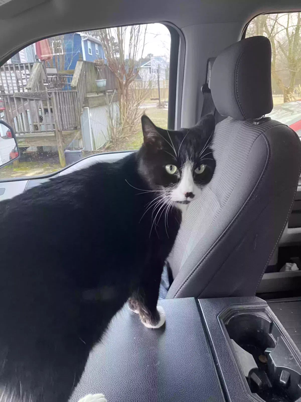 Lost cat in Unknown, GA, 30278