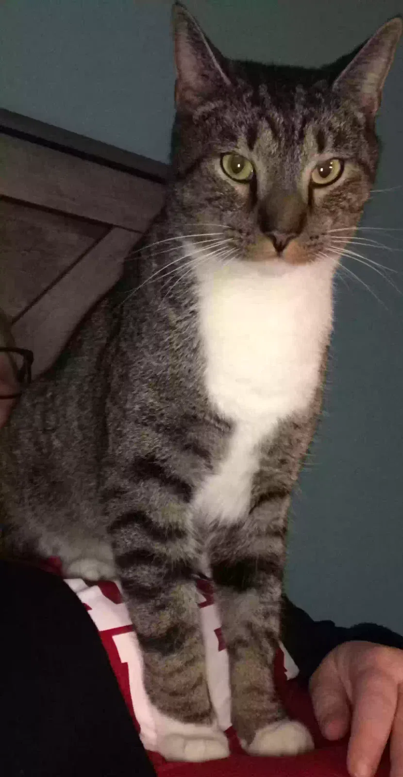 Lost cat in La Vergne, TN, 37086