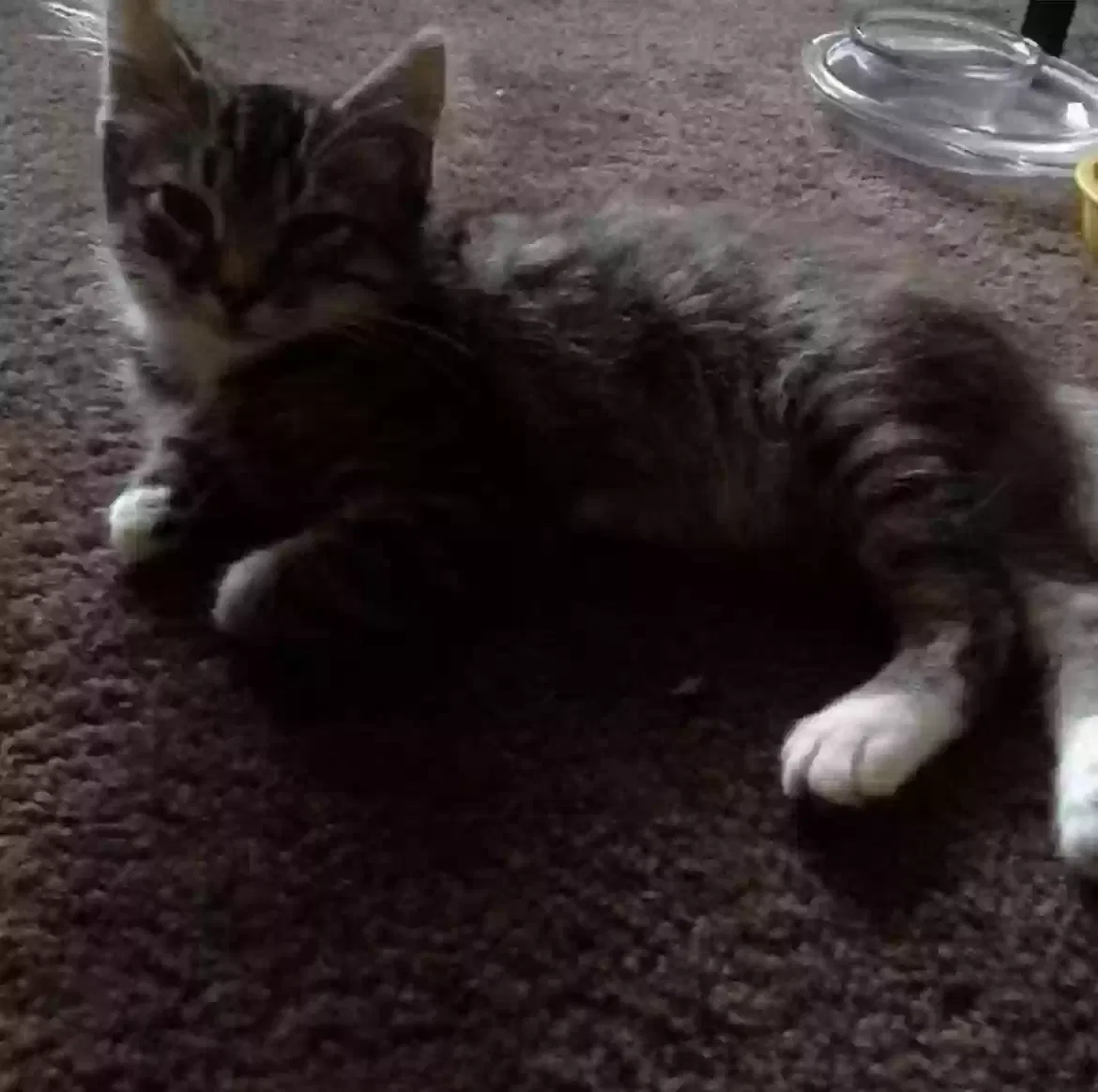 Lost cat in Los Angeles, CA, 90066