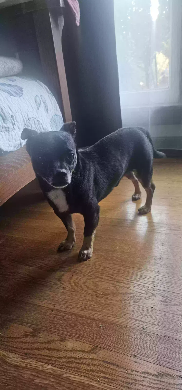 Found dog in San Leandro, CA, 94577