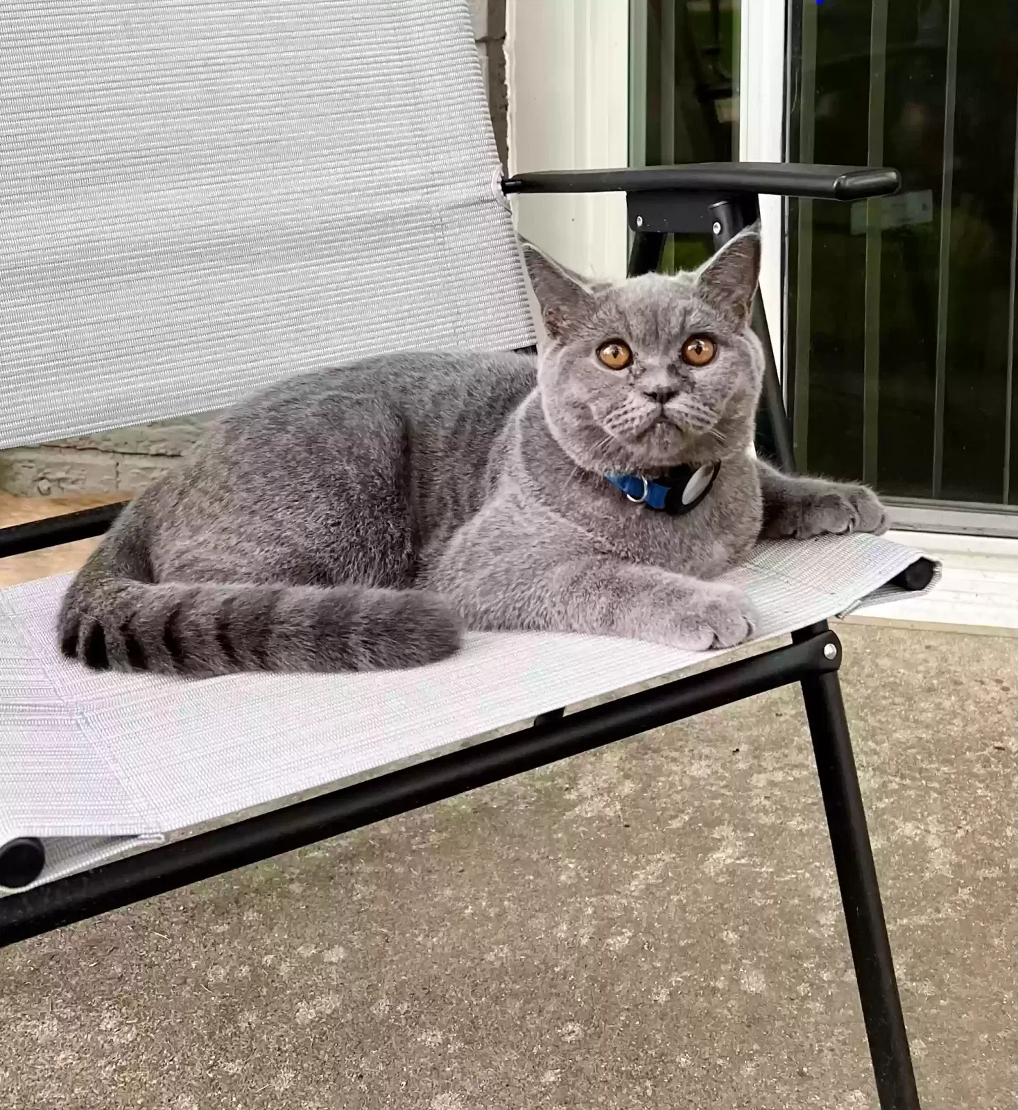 Lost cat in Westmont, IL, 60559