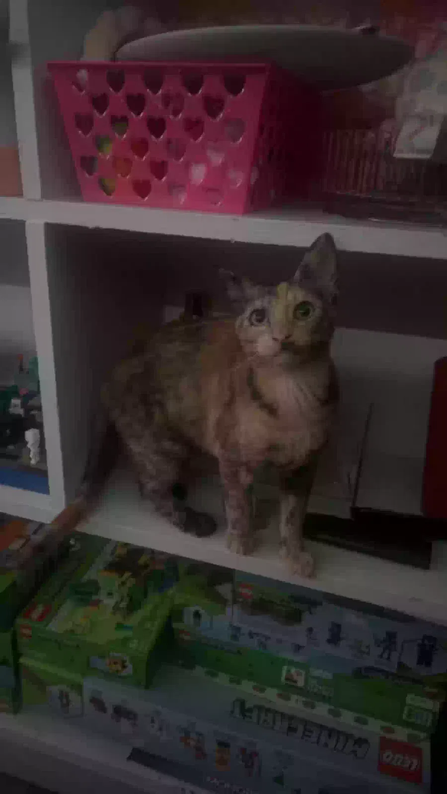 Lost cat in Maitland, FL, 32751
