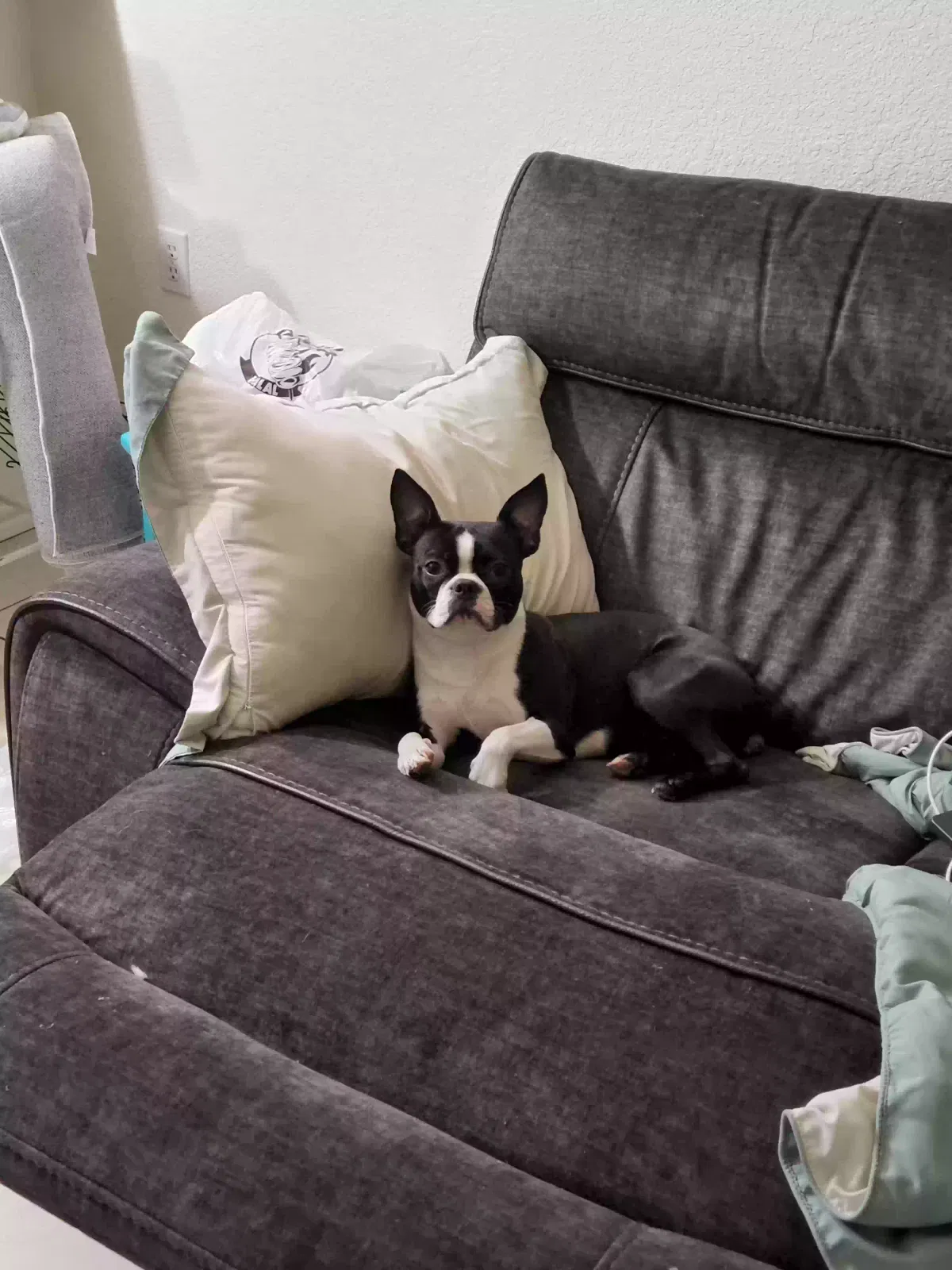 Lost dog in Arlington, TX, 76011
