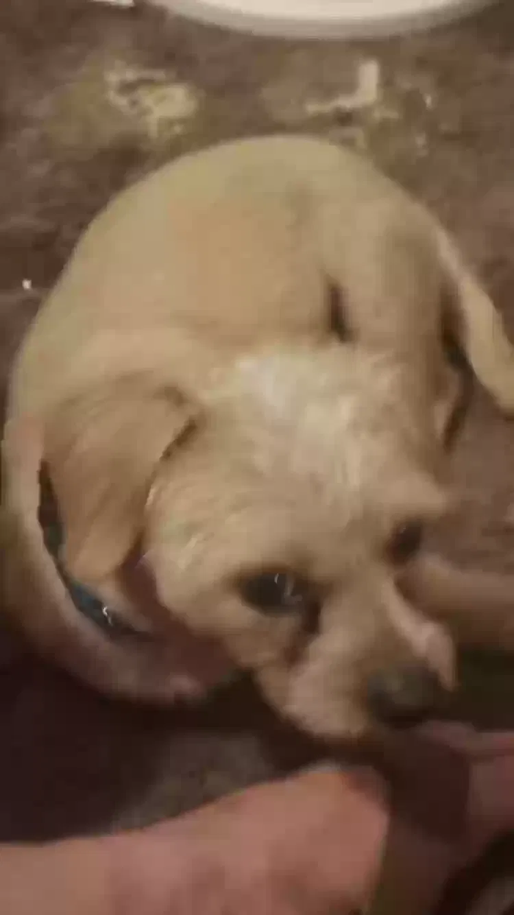 Lost dog in Maiden, NC, 28650