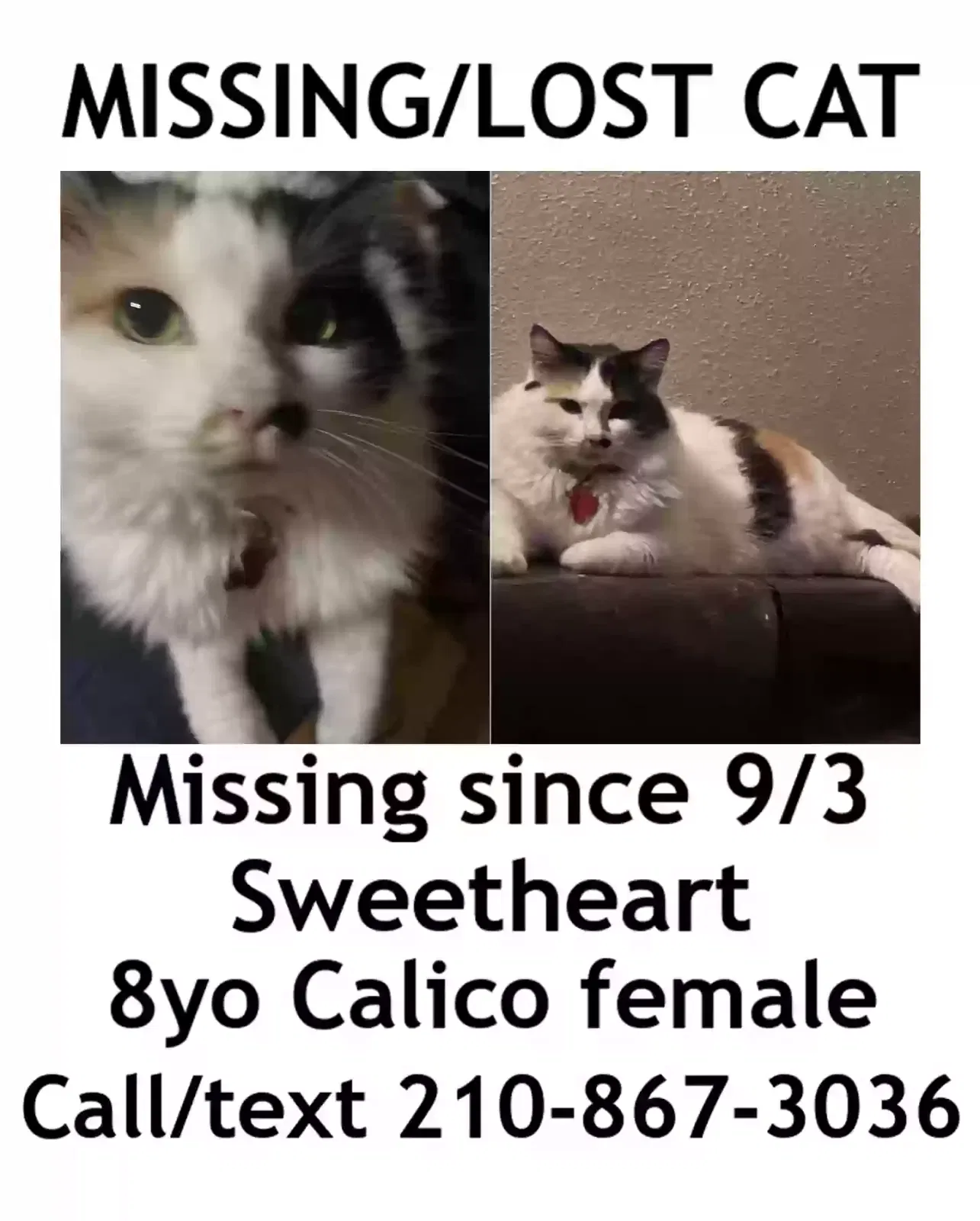 Lost cat in San Antonio, TX, 78231