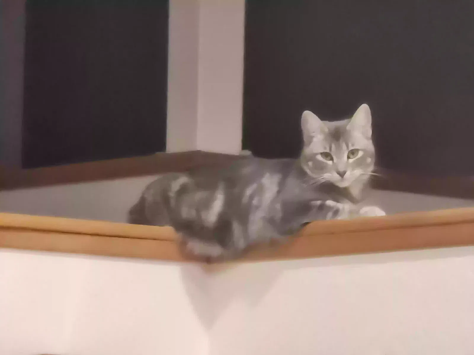 Lost cat in Fortuna, CA, 95540