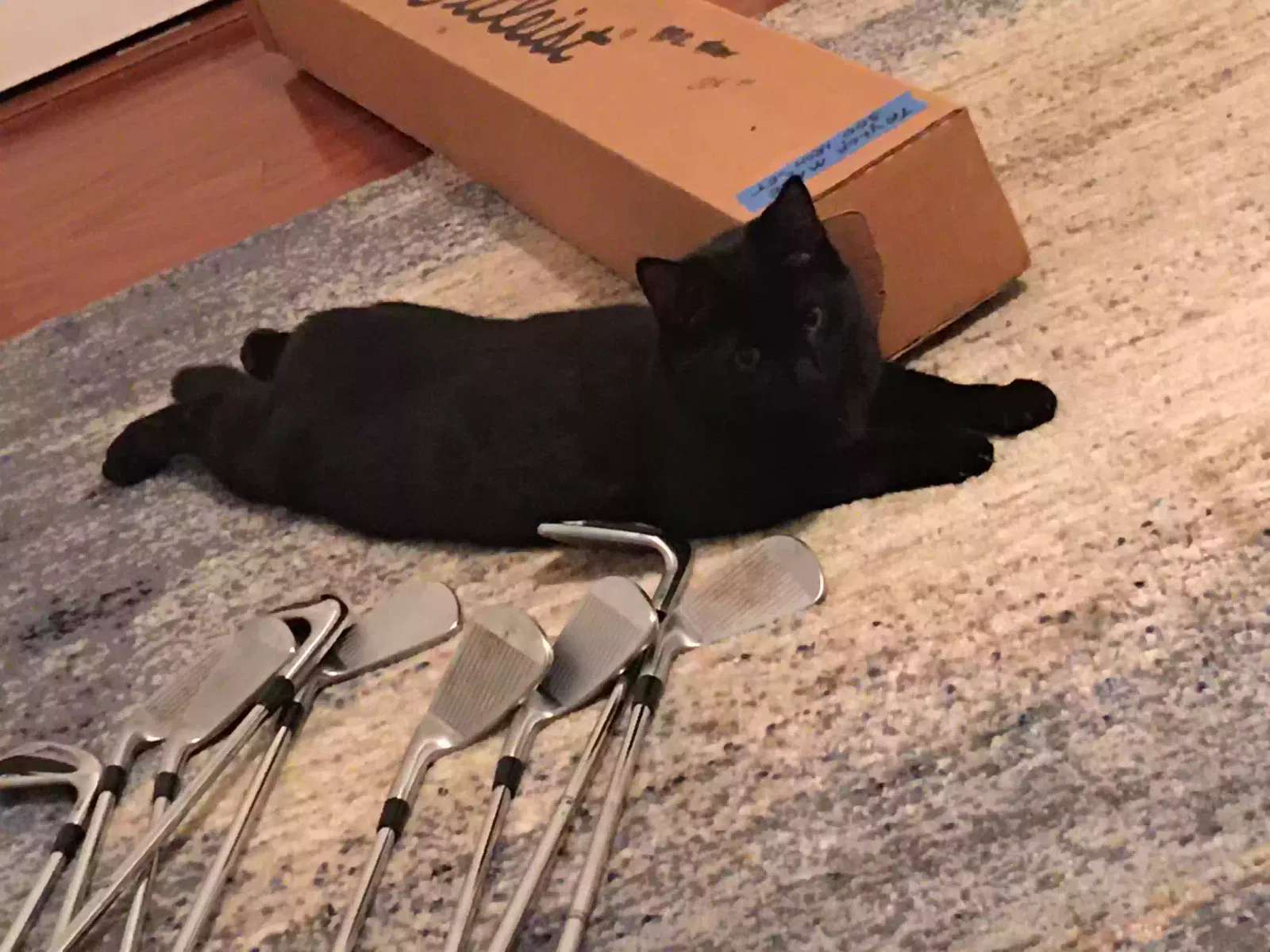 Lost cat in Gallatin, TN, 37066