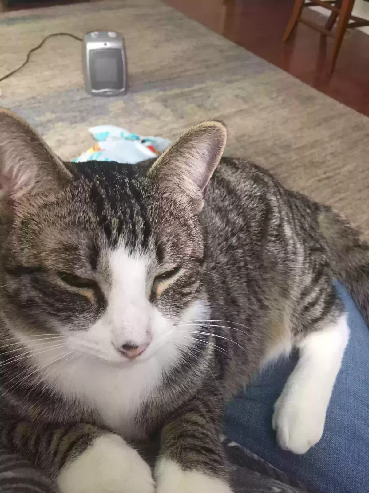 Lost cat in Gallatin, TN, 37066