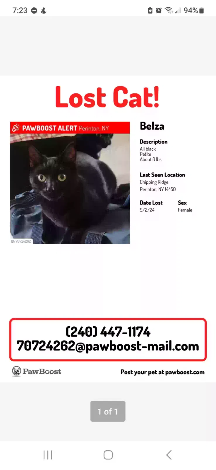 Lost cat in Fairport, NY, 14450