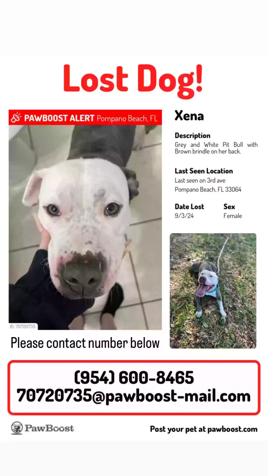 Lost dog in Pompano Beach, FL, 33062