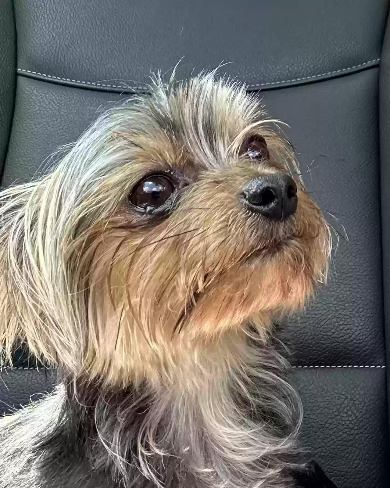Lost dog in Thornville, OH, 43076