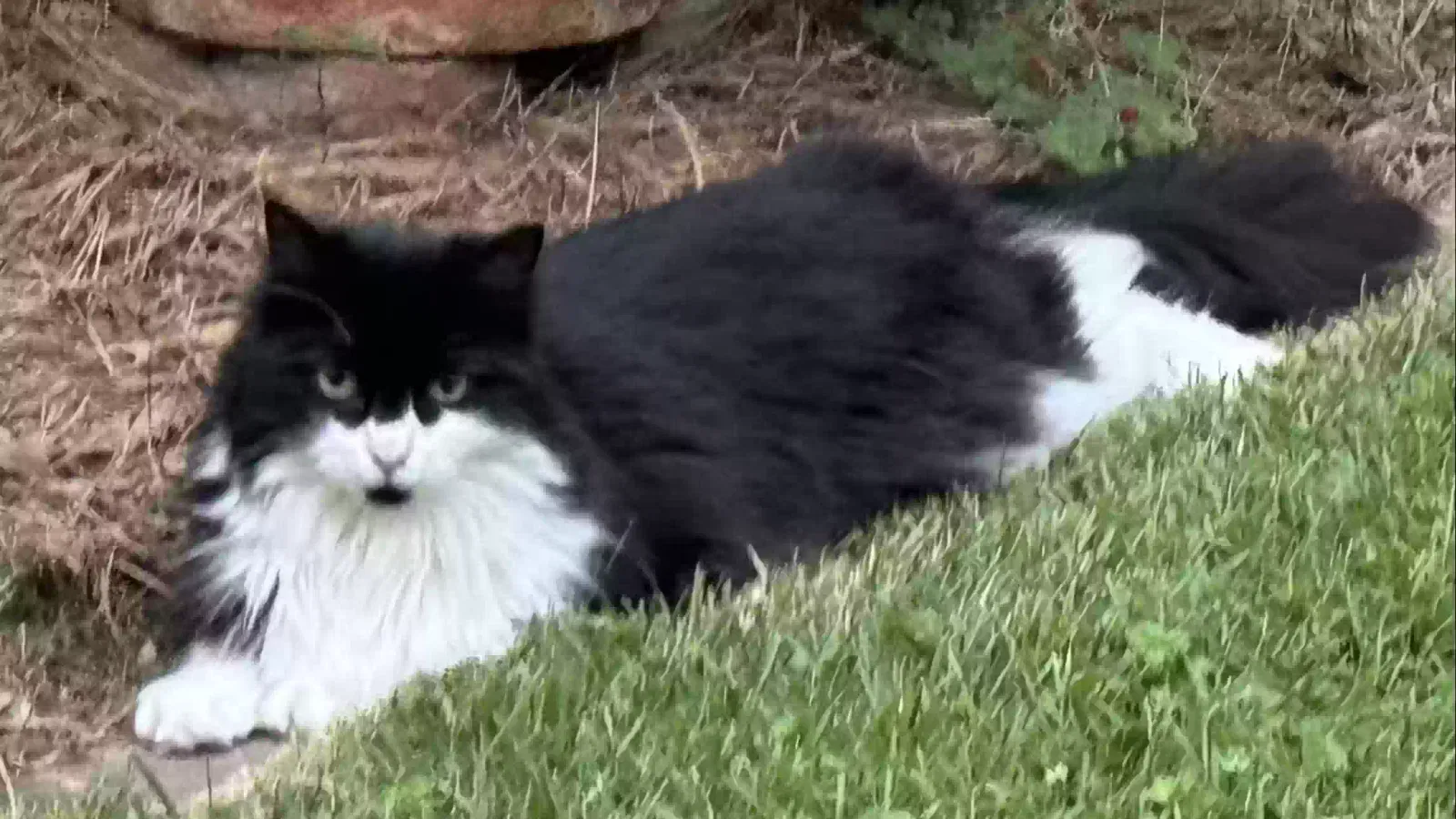 Lost cat in Dayton, OH, 45459