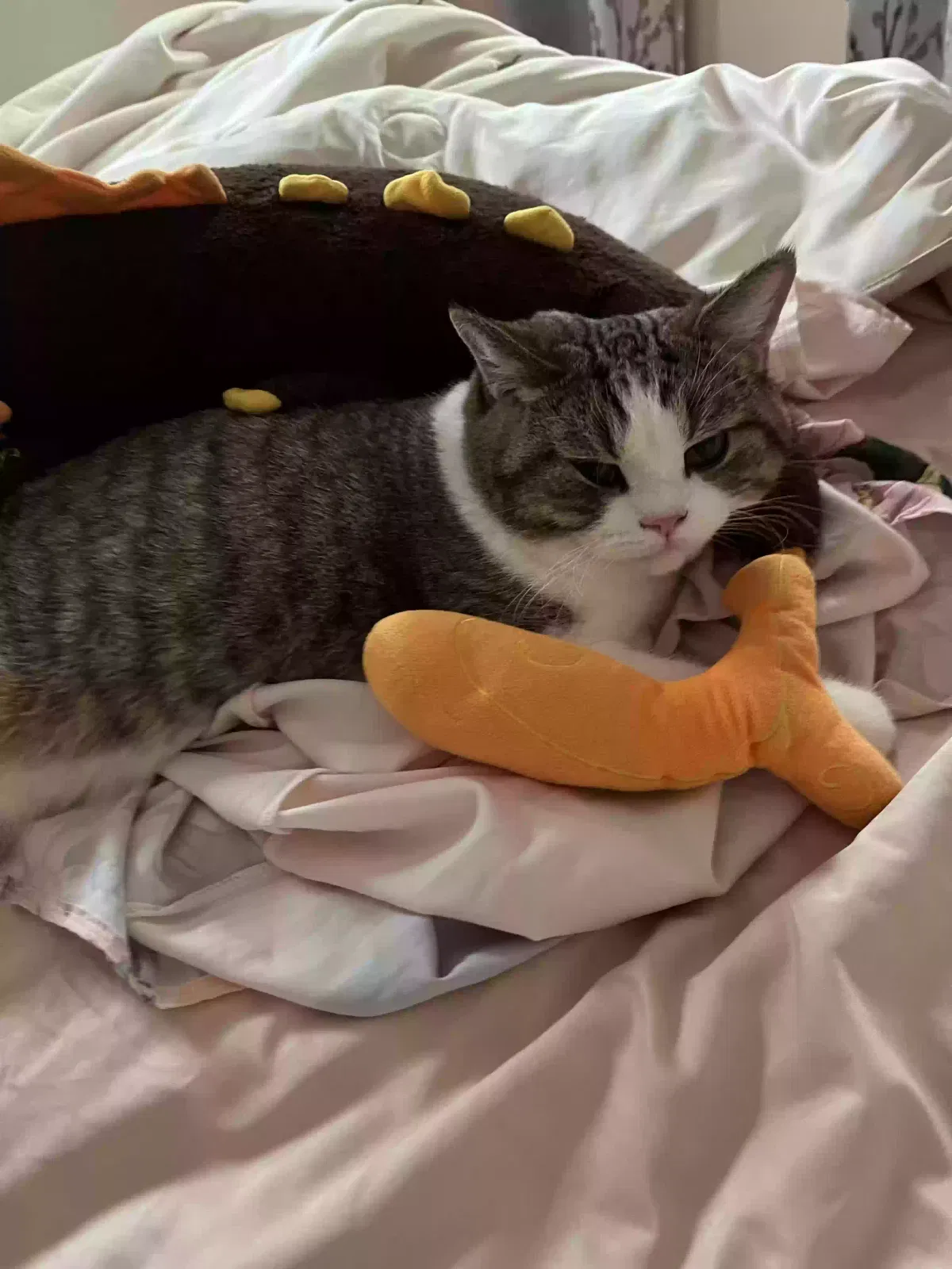 Lost cat in Westfield, NJ, 7090