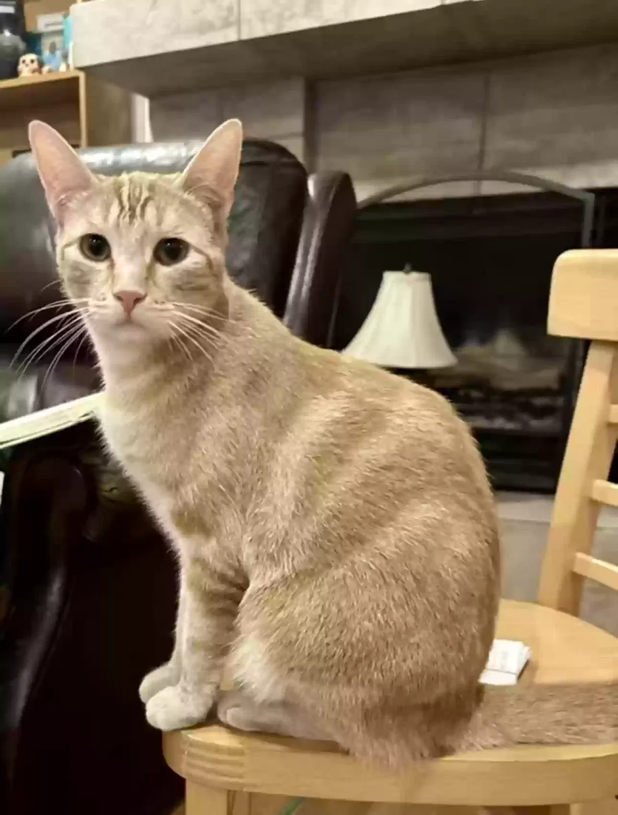 Lost cat in Ontario, CA, 91764
