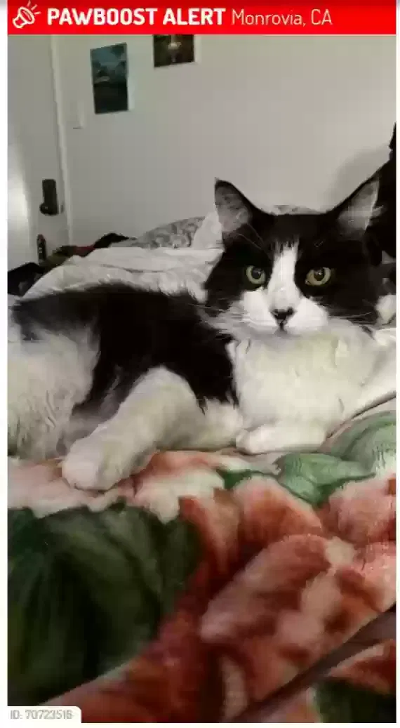 Lost cat in Monrovia, CA, 91016