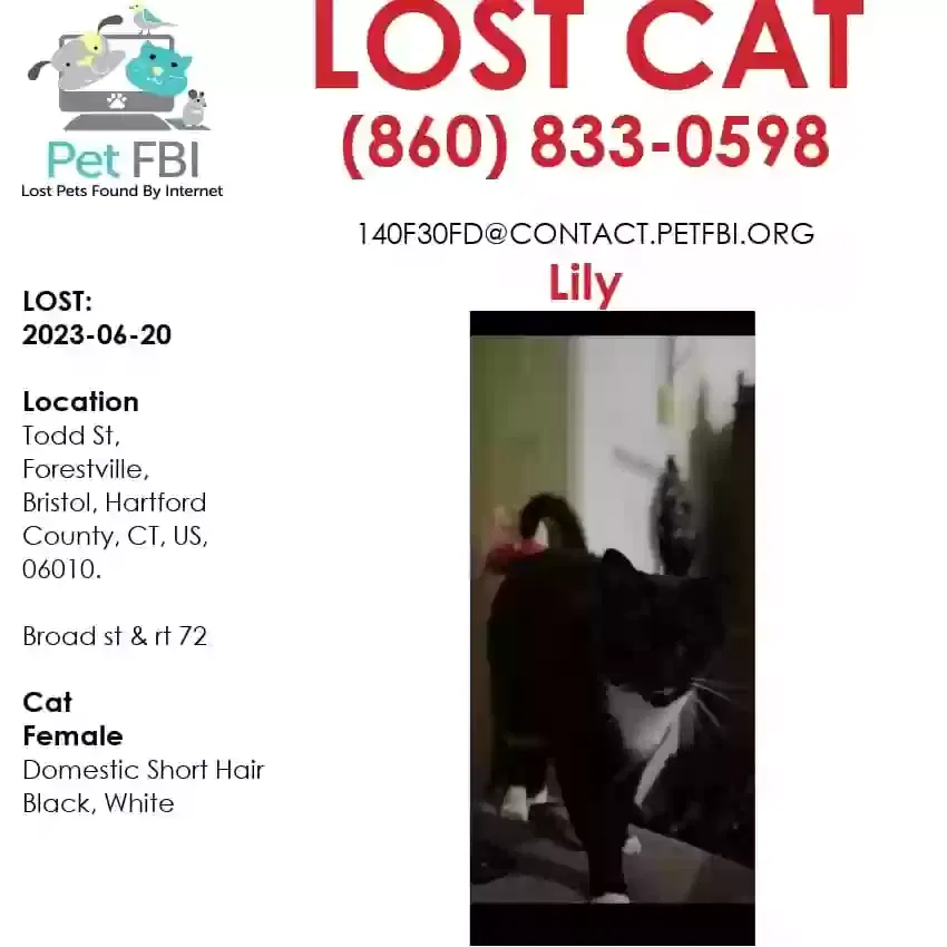 Lost cat in Bristol, CT, 6010